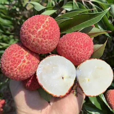 A4無核荔枝 晚熟玉荷包