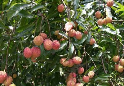 無(wú)核荔枝成了海南農(nóng)民的搖錢(qián)樹(shù),售價(jià)最高達(dá)到每公斤98元