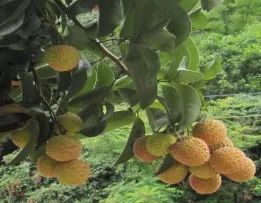 無(wú)核荔 雞嘴荔 草莓荔 桂味 麒麟荔 秀石荔 立秋荔 40余種早中晚熟荔枝品種陸續(xù)上市