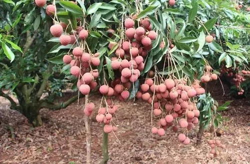 好物 精選烏石荔枝所制,香甜無(wú)核去殼荔枝肉