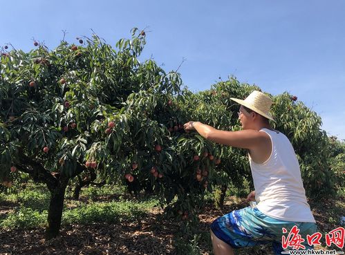 無(wú)核荔枝喜迎豐收 海口三門(mén)坡 荔枝家族 添新成員海口文明網(wǎng)