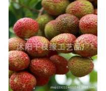 番荔枝樹苗產(chǎn)品信息