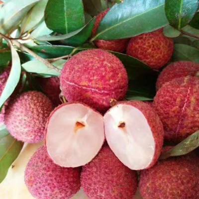 靈山荔枝苗批發(fā) A4無核荔枝苗 低價(jià)荔枝苗 產(chǎn)地貨源