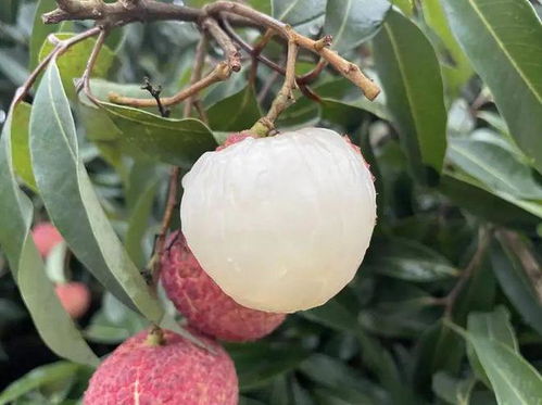 99元秒殺2斤 鮮嫩爽口,甜美多汁,無(wú)核大口吃