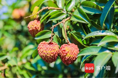 今年海口秀英火山荔枝預(yù)計(jì)產(chǎn)量3000萬(wàn)斤 首批熟果預(yù)計(jì)5月25日上市