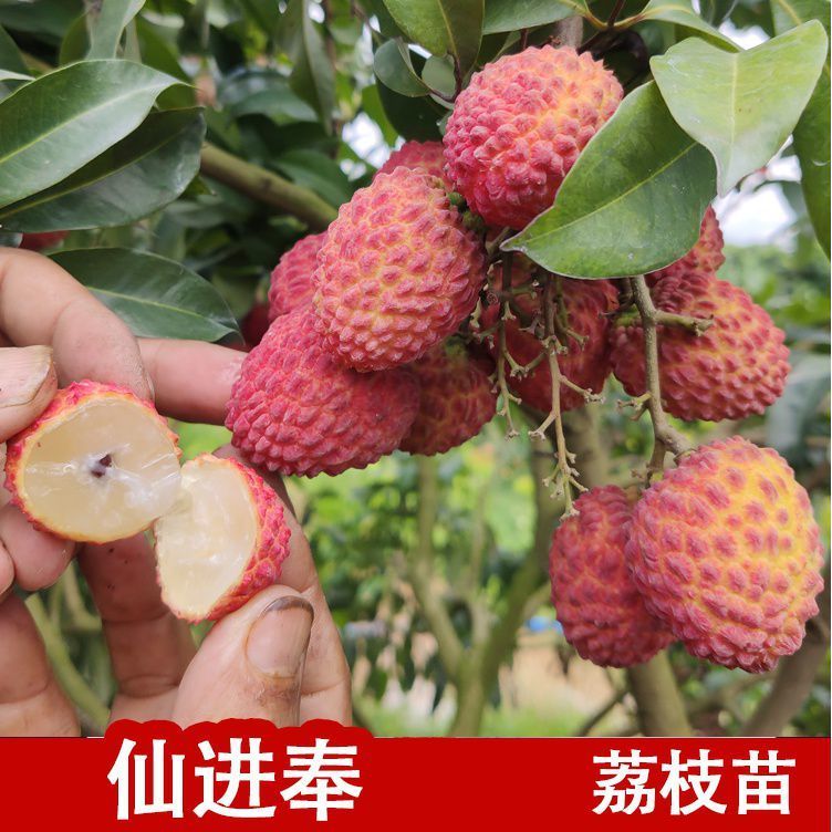 荔枝果樹苗桂味妃子笑無(wú)核荔枝嫁接果苗盆栽地載南方種植當(dāng)年結(jié)果