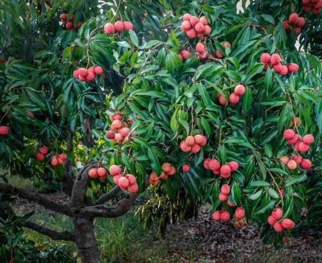 「并蒂紅無核荔枝」陸僑農牧與藍田農業瞄準華東市場聯合推佳品