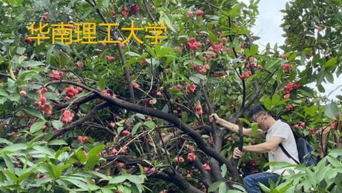 大學校園特產火了, 昌大的楊梅 深大的荔枝, 這不比招生簡章誘人