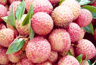 荔枝價格多少錢一斤 2017年荔枝價格行情走勢預測