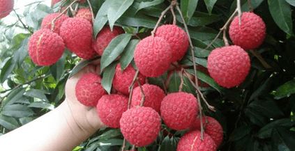 企石人帶上手繪地圖，實(shí)現(xiàn)無(wú)核荔枝自由