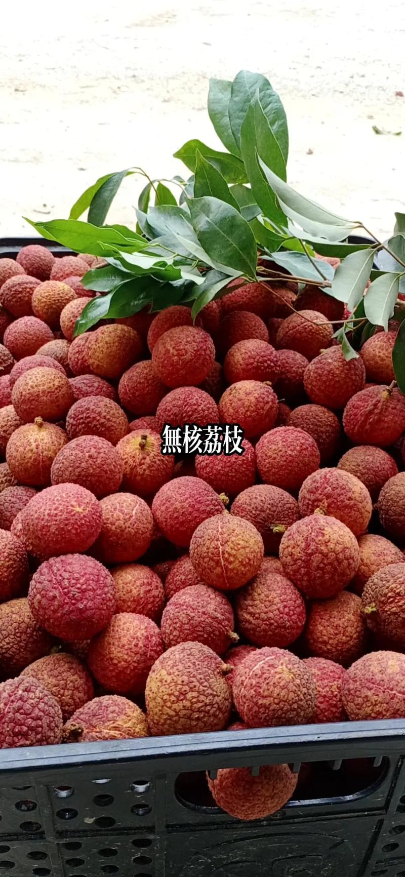 無(wú)核荔枝 甜美無(wú)核的果中新貴