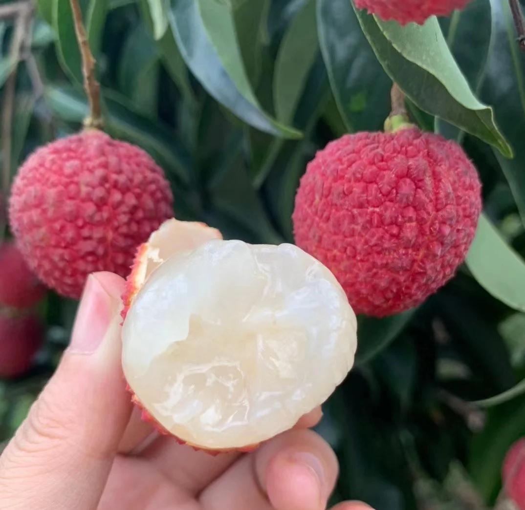 海南無核荔枝 70%的獨特美味