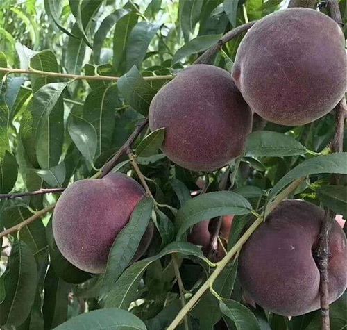 無核荔枝 庭院佳果，能種多少就種多少