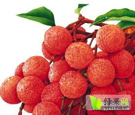 東莞荔枝踏上國(guó)家地理標(biāo)志產(chǎn)品申報(bào)之路 無(wú)核荔枝引領(lǐng)品質(zhì)升級(jí)