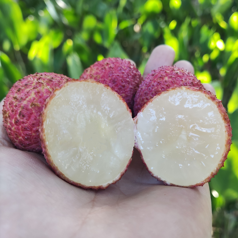 海南無(wú)核荔枝 自然與科技的甜蜜結(jié)晶