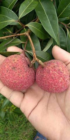 靈山無核荔枝 原生態(tài)無籽荔枝王，凈重5斤，歡迎電商批發(fā)合作一件代發(fā)