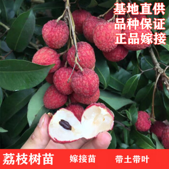 無核荔枝 落沙園優(yōu)選品種與種植指南