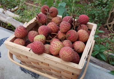 中國五省荔枝香，無核新寵領(lǐng)風(fēng)騷