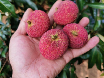 荔枝新貴對決 仙進(jìn)奉、井崗紅糯與無核荔枝，誰是王者？