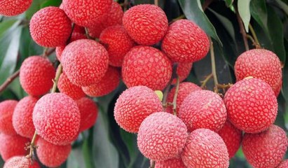 無核荔枝的種植條件與技術(shù)要點