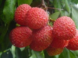 30歲必吃的十種有效排毒食品 以無核荔枝領(lǐng)銜的健康清單