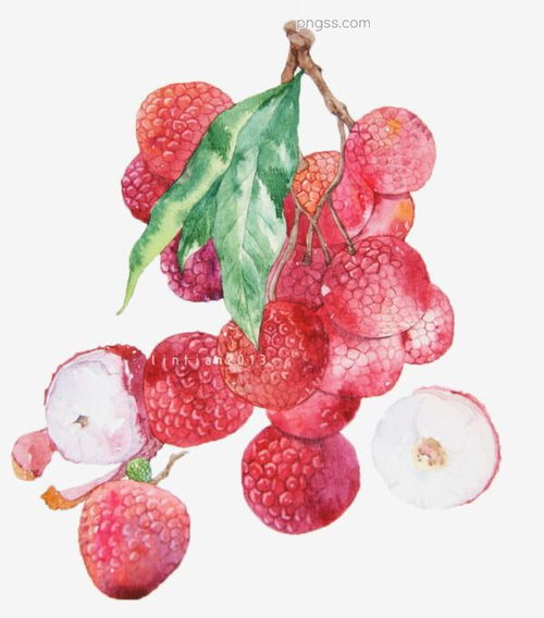 夏日清甜 荔枝水彩畫中的藝術(shù)與風(fēng)味